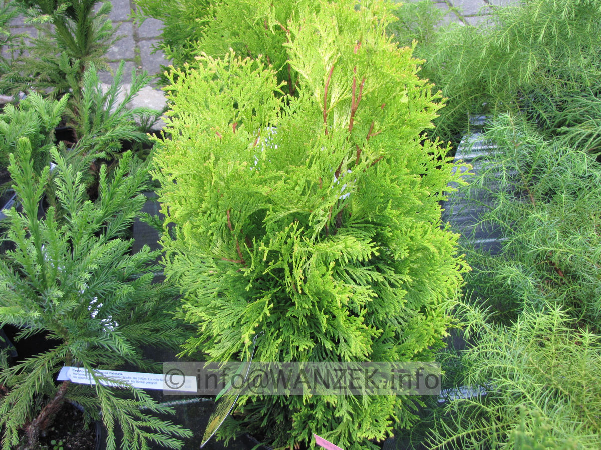 Thuja occidentalis Jantar.JPG